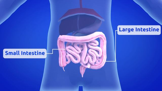 The Digestive System - Learning the Body for kids смотреть онлайн