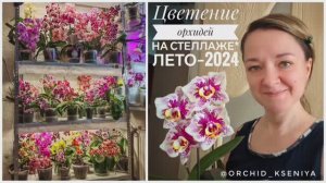 Невероятное цветение орхидей на стеллаже - лето 2024 | Почти вся коллекция фаленопсисов цветет! 🌺