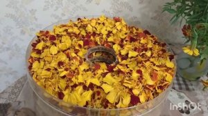 Сушим бархатцы в сушилке                   #Бархатцы #отстанедуг #чорнобривці