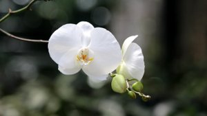 Экхарт Толле - 30. По ту сторону эго, озвучивает Nikosho.mp4