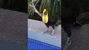 Прекрасные Туканы #птицы #тукан #природа #живаяприрода