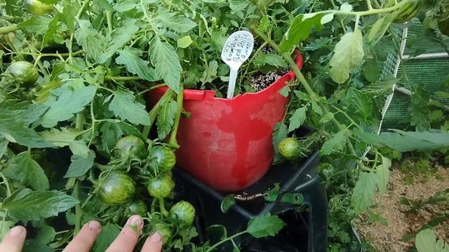 Обзор ампельных сортов. 20июля 2023. смотреть онлайн