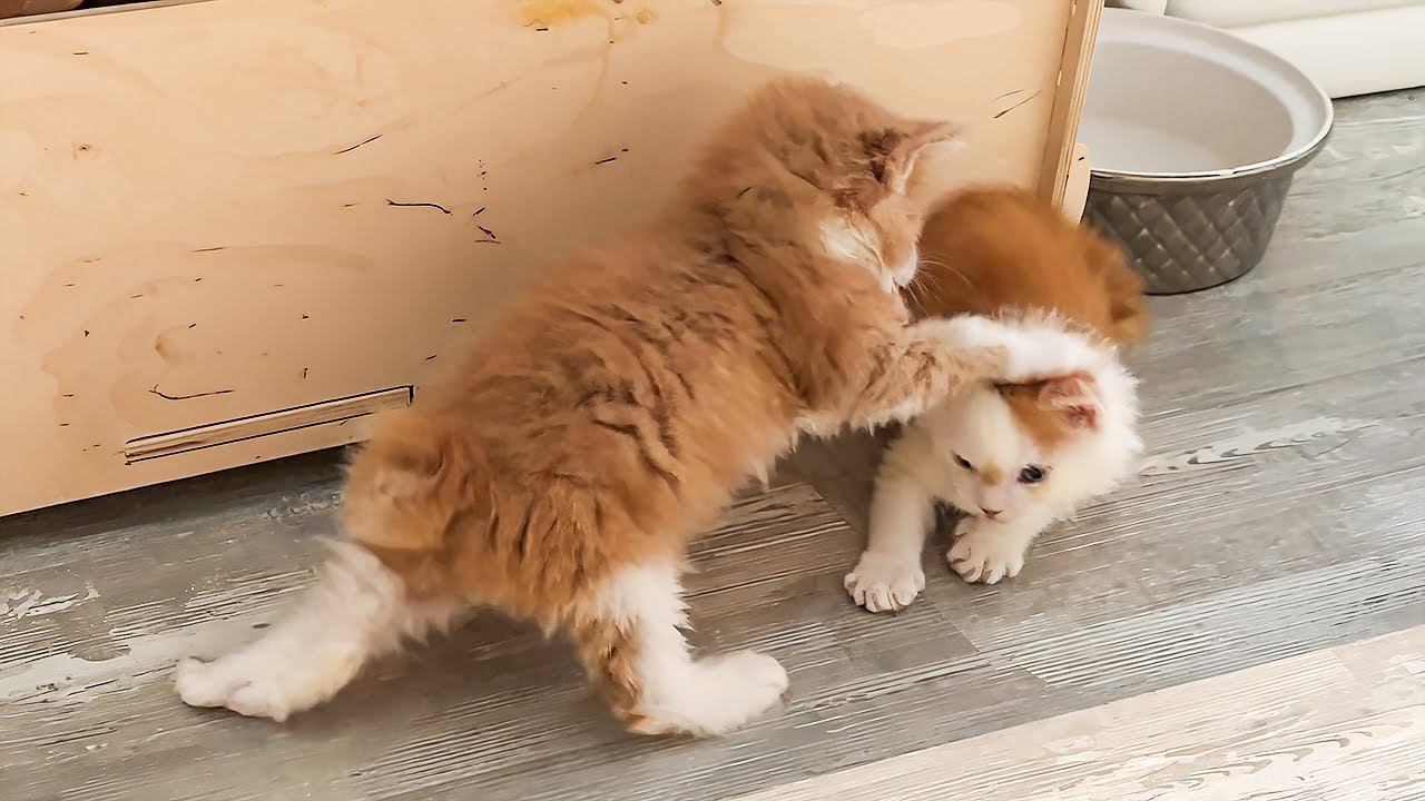 ЗНАКОМСТВО МЕЙН-КУНА ЛОРДА И МУРКИ / Котята Пухля и Василиса очень забавно играют