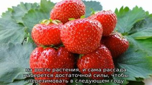 Клубника Вима Ксима