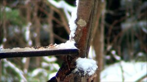 Кормление лесных птиц