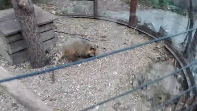 Парк львов ТАЙГАН КРЫМ часть 5 смотреть онлайн