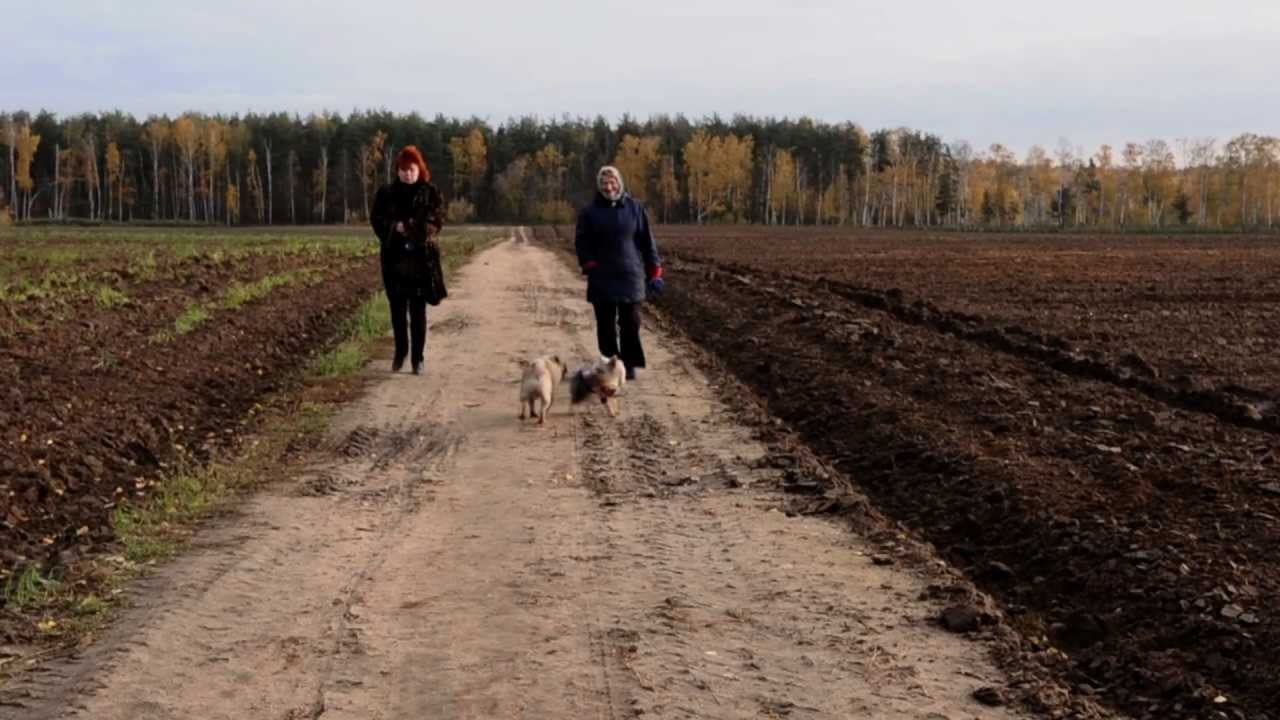 Краснознаменная Дивизия им. Моей Бабушки - Астронавты