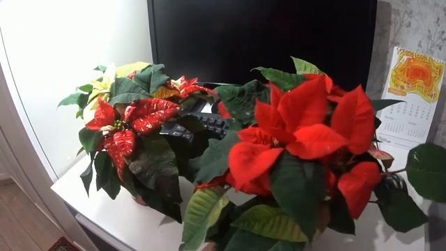 Привыкаем к "зеленой"зиме. Купила пуансеттию (рождественская звезда). смотреть онлайн