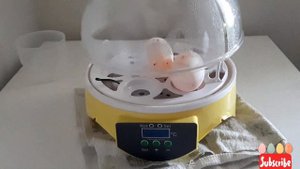 ЖИРОВЫЕ Пустые Неоплодотворённые ЯЙЦА СУХОПУТНОЙ ЧЕРЕПАХИ