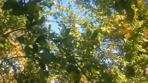 КОГДА ЛУЧШЕ ВСЕГО САЖАТЬ ДЕРЕВЬЯ ОСЕНЬЮ  ИЛИ ВЕСНОЙ? 14.10.2018