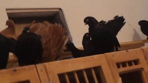 Голуби в Новосибирске .