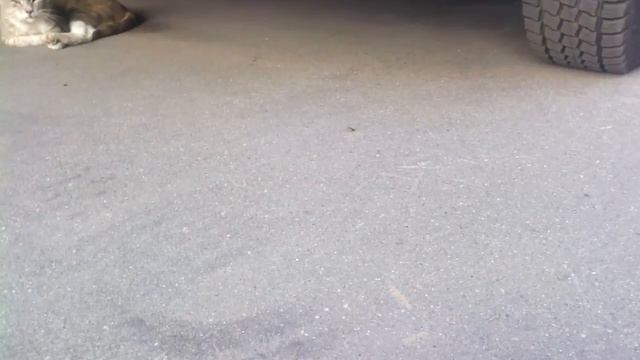 Котика спасли смотреть онлайн