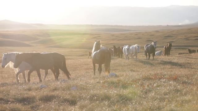 Divlja ljepota: Livanjski konji смотреть онлайн