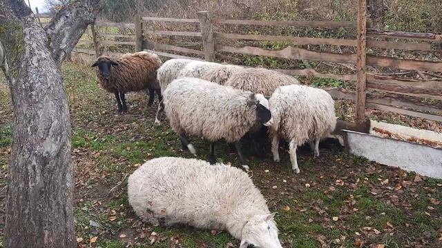 пополнение хозяйства. овцы и баран смотреть онлайн