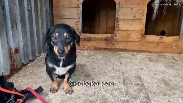 Малыш Коржик крошка попал в приют «Щербинка». Проект Собака Юзао смотреть онлайн