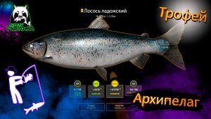 ВНЕЗАПНЫЙ ЛОСОСЬ ЛАДОЖСКИЙ ТРОФЕЙ #рр4