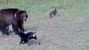 Работа ягдтерьера по медведю.mp4