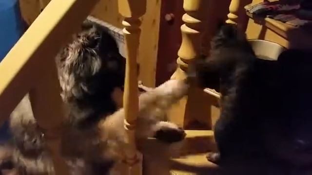 Кавказская Овчарка против кошки смотреть онлайн