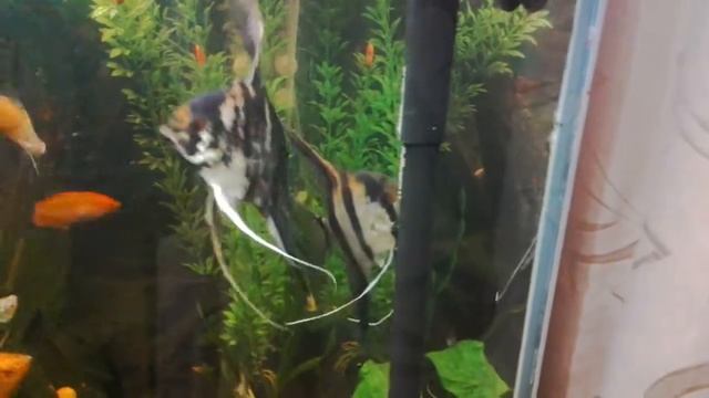 Пара скалярий откладывают икру смотреть онлайн