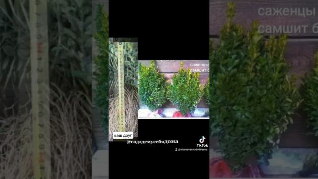 #Букс#Самшит#РастенияДляЛандшафта#ЖиваяИзгородь##ЛучшиеРастения смотреть онлайн