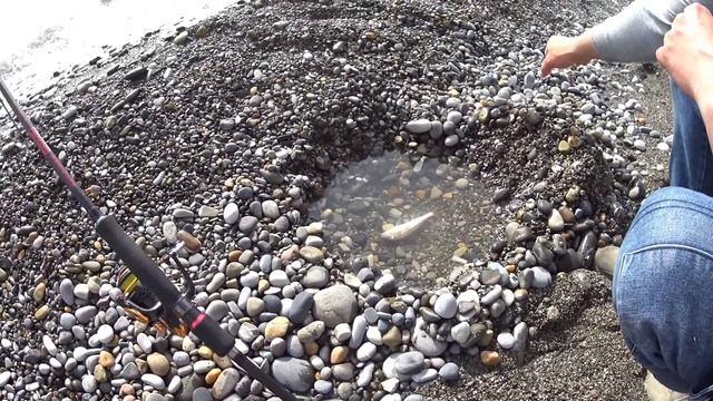 Лазаревское 2023/Новое знакомство/Зацвело тюльпановое дерево/ май смотреть онлайн