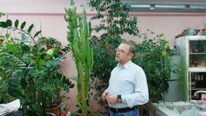Самый неприхотливый цветок - Эуфорбия тригона