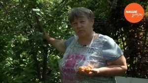 Ухаживаем за абрикосами