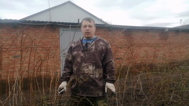 Самая надёжная и проверенная годами обрезка летней малины.