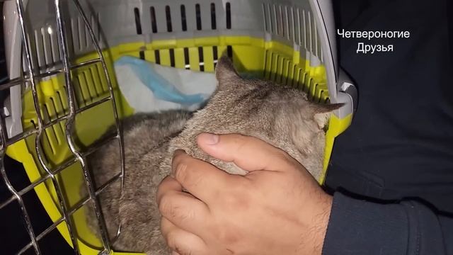 Спасение котенка с подземки торгового центра. Со Ставрополя в Москву с двумя котиками на автобусе. смотреть онлайн