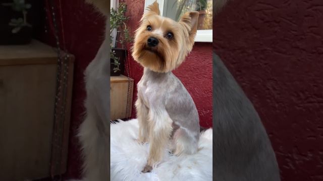 Зёка стрижка смотреть онлайн