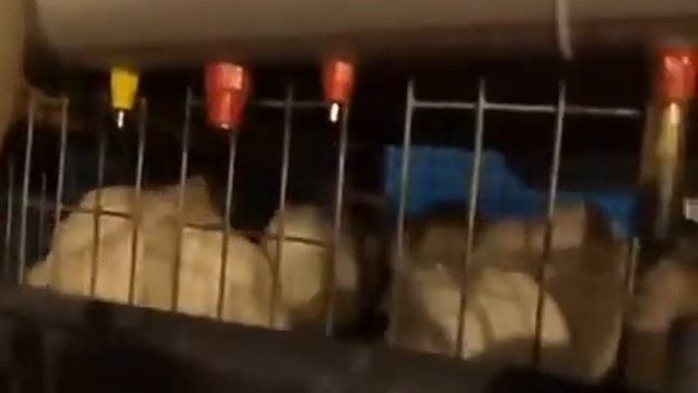 Содержание перепелов и разведение