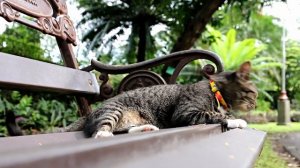 Почему кот дрожит – 6 основных причин