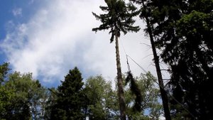 Удаление дерева по частям с частичным завешиванием | спилить удалить дерево спил деревьев на участк