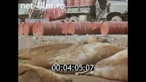 1975г. остров Кергелен.