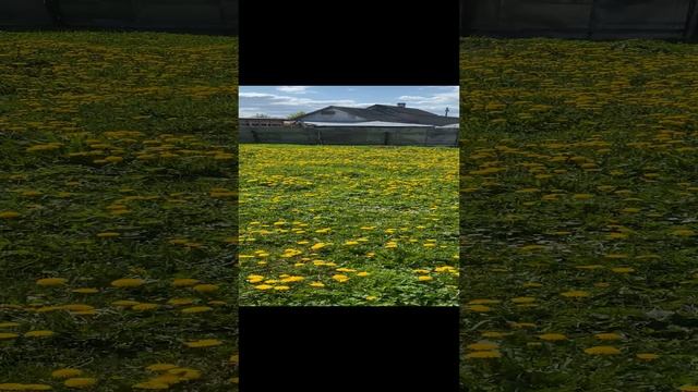 Участок в Волосово