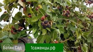 Ежевика Дойл