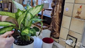 Пересадка комнатных растений #цветы #влог #растения #