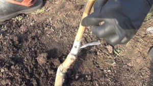 Весенняя прививка и перепрививка саженцев
