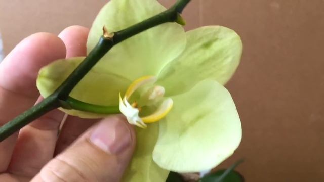 орхидеи в грунте где корни не гниют и нет белых букашек смотреть онлайн