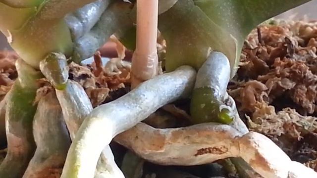 日：蝴蝶蘭，出小芽，長花梗? 長氣根? 長側芽? 若不知，動手指，點一下，找答案。phalaenopsis orchid. смотреть онлайн