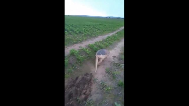 БРОНЕНОСЕЦ В ДЕЛЕ! БРОНЕНОСЕЦ ПРОТИВ ЛЬВА, СОБАКИ, ЗМЕИ И ЧЕРЕПАХИ