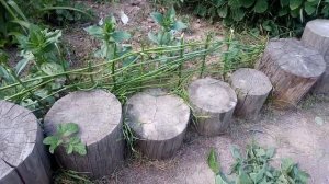 Плетём забор для клумбы