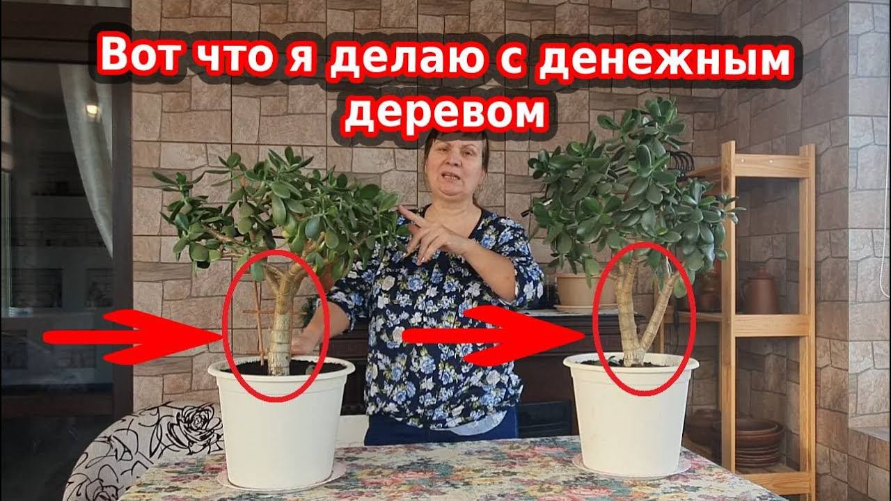 Денежное дерево толстянка - как выращивать, уход, обрезка и формирование монетного дерева
