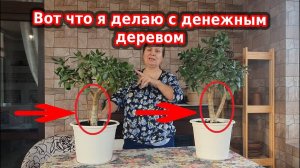 Денежное дерево толстянка - как выращивать, уход, обрезка и формирование монетного дерева