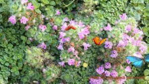 Тимьян ранний Элфин (thymus praecox) ? ранний тимьян Элфин обзор: как сажать, саженцы тимьяна Элфин