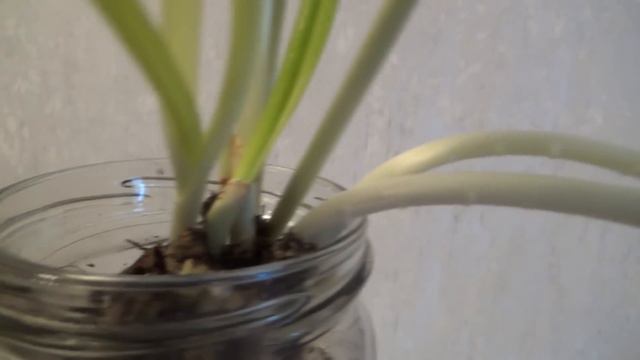 Выращиваем чеснок дома смотреть онлайн