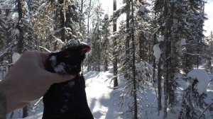 Охота на Тетерева на Лунках 2023. Закрытие Сезона. Охота в Коми.