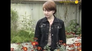 Хризантемы в теплице