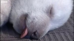 Белый медвежонок