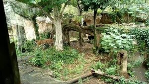 Toky zoo, Токийский зоопарк, japan dream road,道路